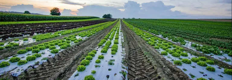 Field with grass, mud and tractor marks against a cloudy sky