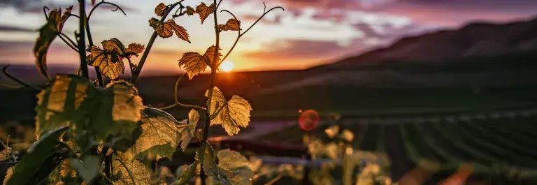 Close up of a yellow plant with a cloudy sunset background © Pexels