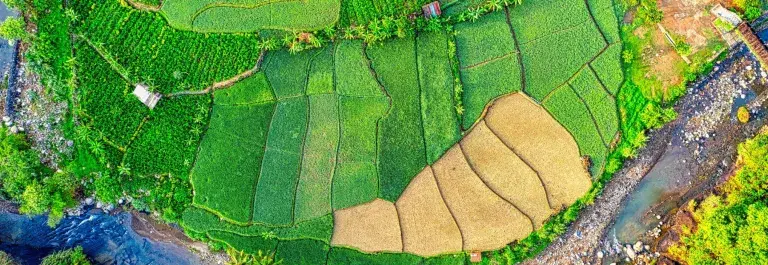 Aerial view of agricultural fields that are bright green and yellow