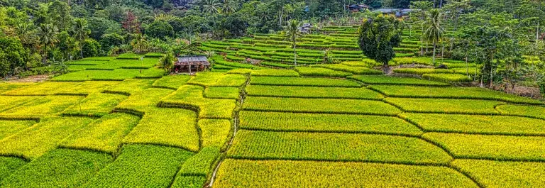 A network of stepped rice paddies divided by irrigation ditches with a number of homesteads visible with mountains and a waterfall © Pexels