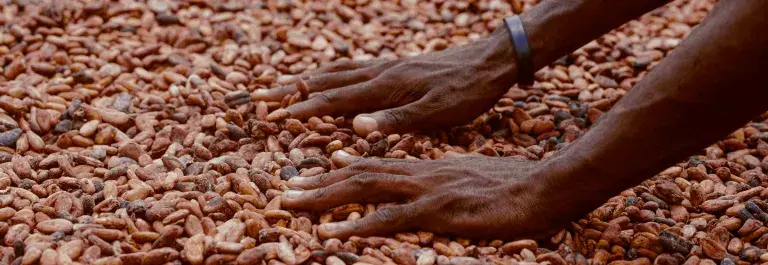 Hands sorting cocoa beans