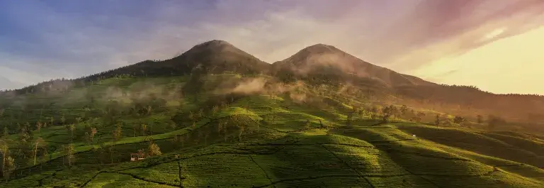 Fields with a mountain in the distance