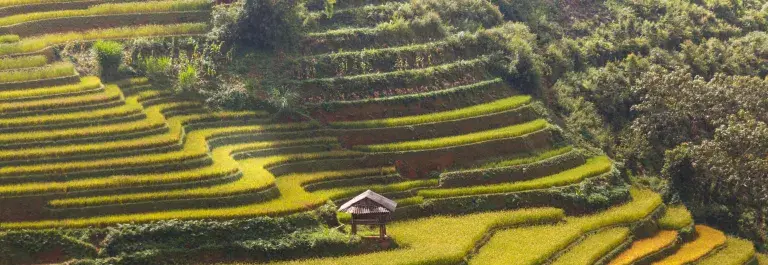 Terrace farming with lush green and yellow tones with a small pergola in the centre © Pexels
