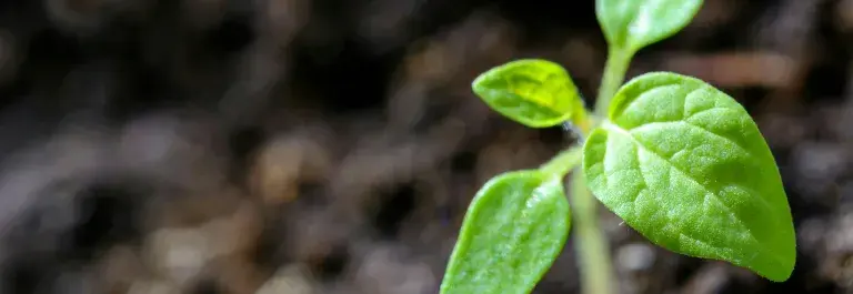 Green seedling growing from the earth