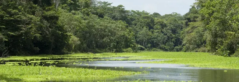 A view of a river meandering into the distance of a rainforest, on a bright sunny day © Rainforest Alliance