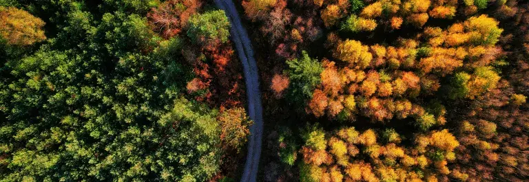 Aerial shot of a curved road with orange trees on one side and green forest on the other © Unsplash