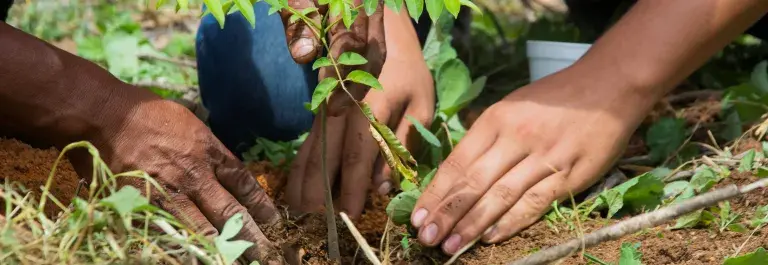 Two pairs of hands work to plant a sapling in a hole in the soil © Rainforest Alliance