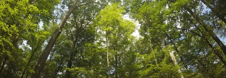 View of a forest tree line with green leaves © Unsplash