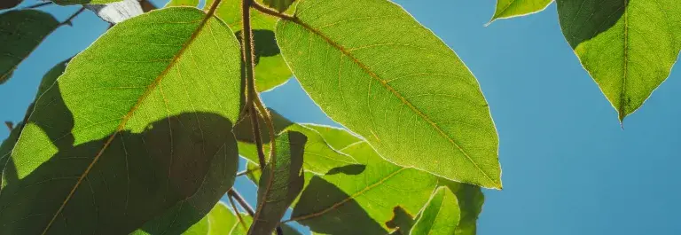 Green leaves casting shadows against a blue sky © Unsplash