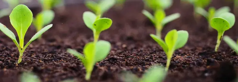 Sprouts coming out of the soil