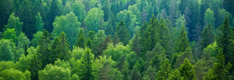 Green forest seen from above