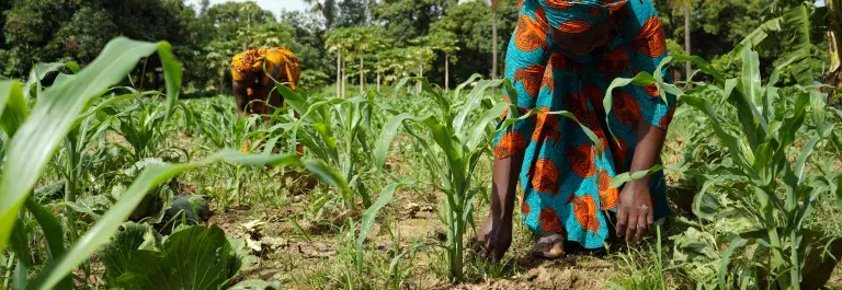 women planting the saplings