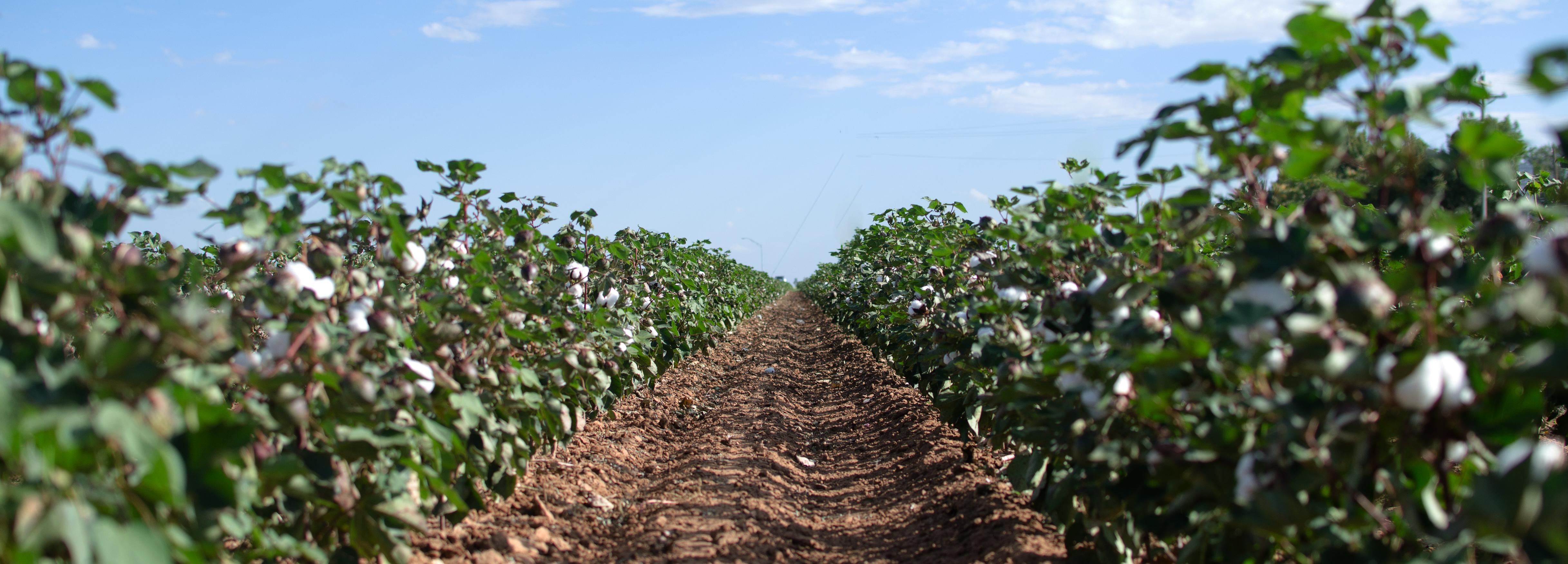 Cotton field, USA © BCI