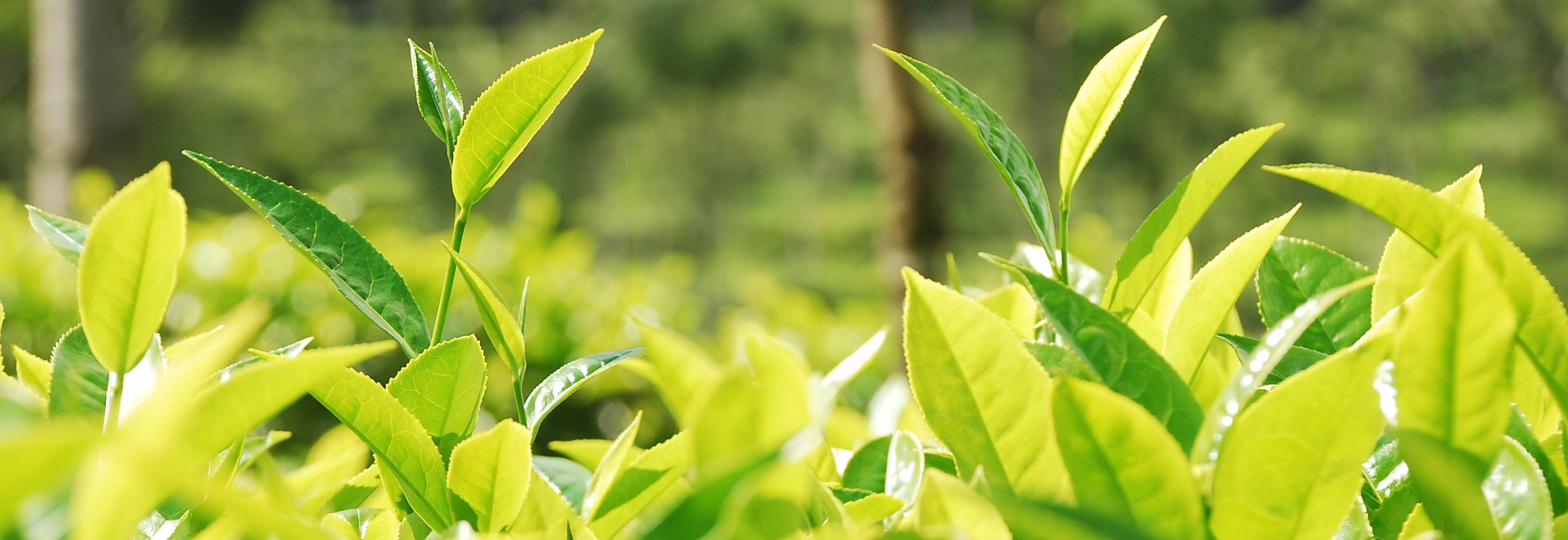 Tea leaves, India © Rainforest Alliance