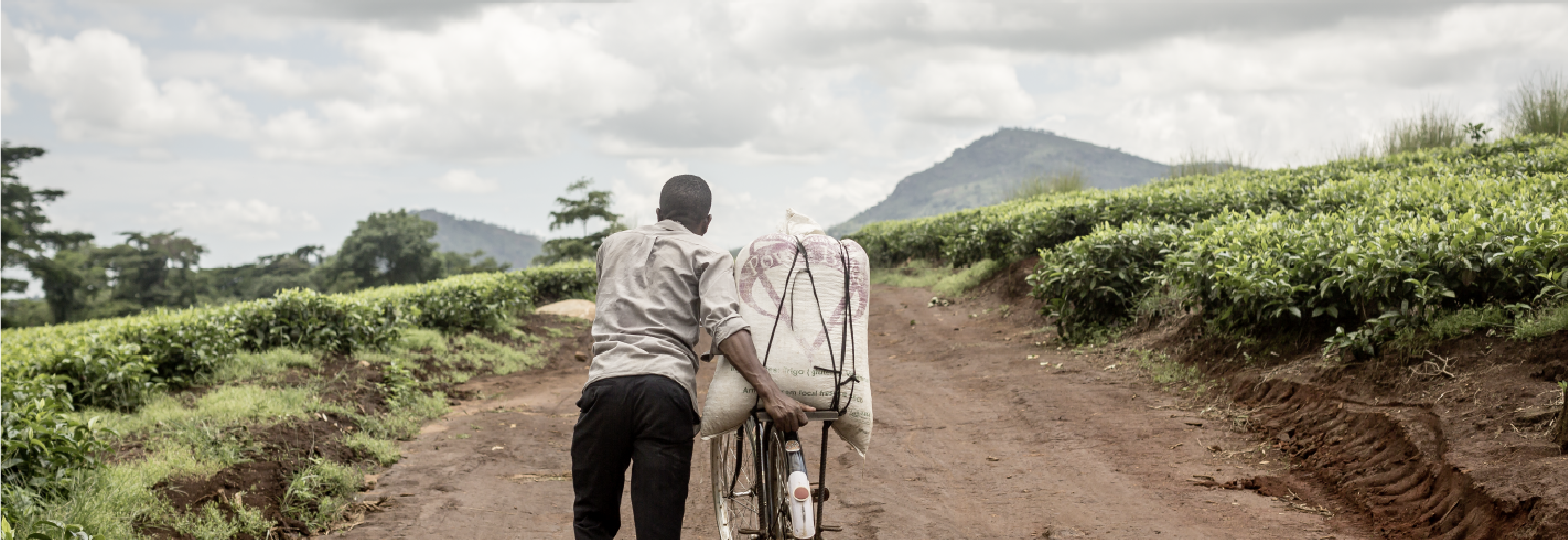 Worker in a tea plantation in Sukambizi, Malawi © Martine Parry for Fairtrade Foundation