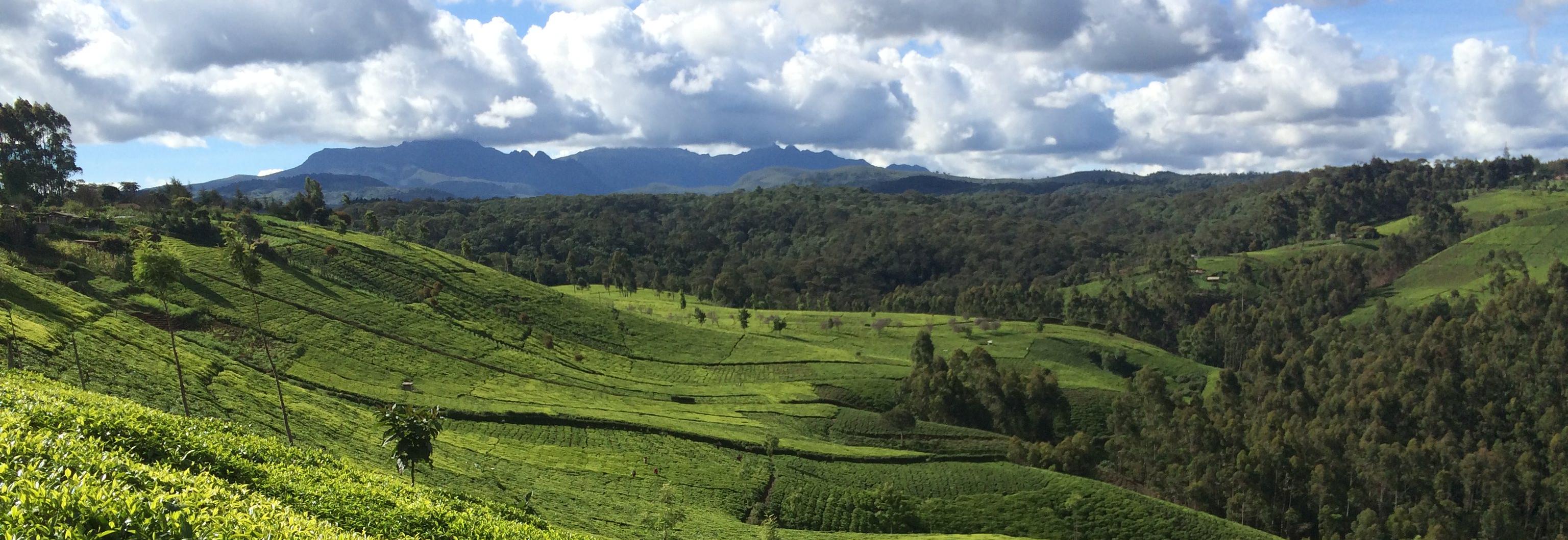 tea_fields_Kenya © Rainforest Alliance