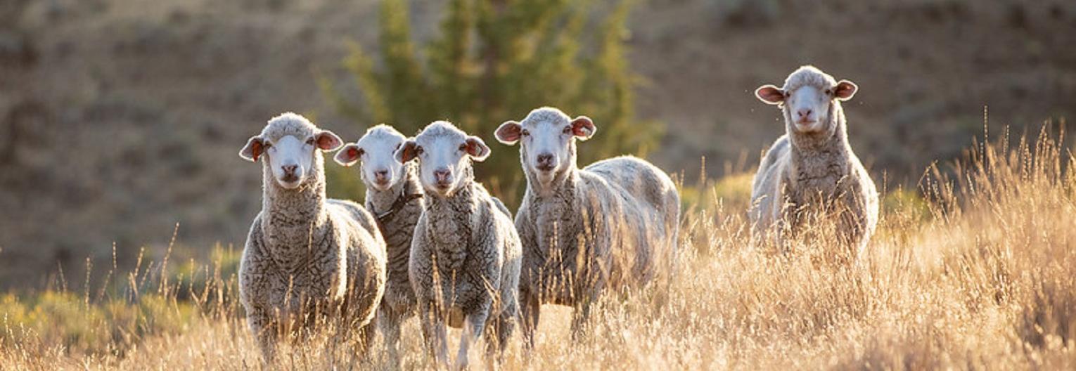 Sheep certified by the Responsible Wool Standard. Photo by Shaniko Wool © Textile Exchange