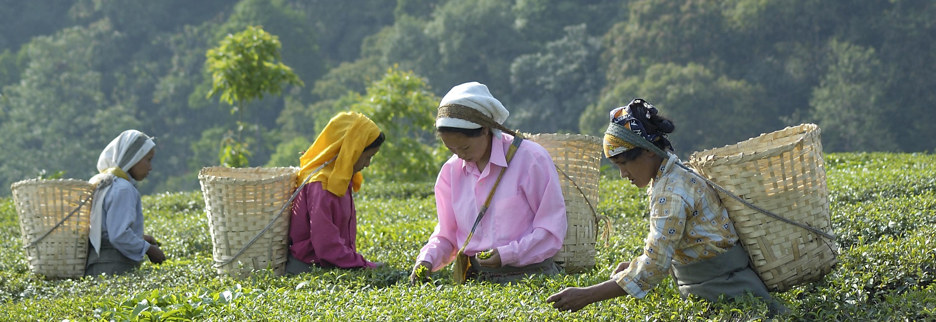 Makaibari Tea Estate, India © Didier Gentilhomme, Fairtrade International.jpg 