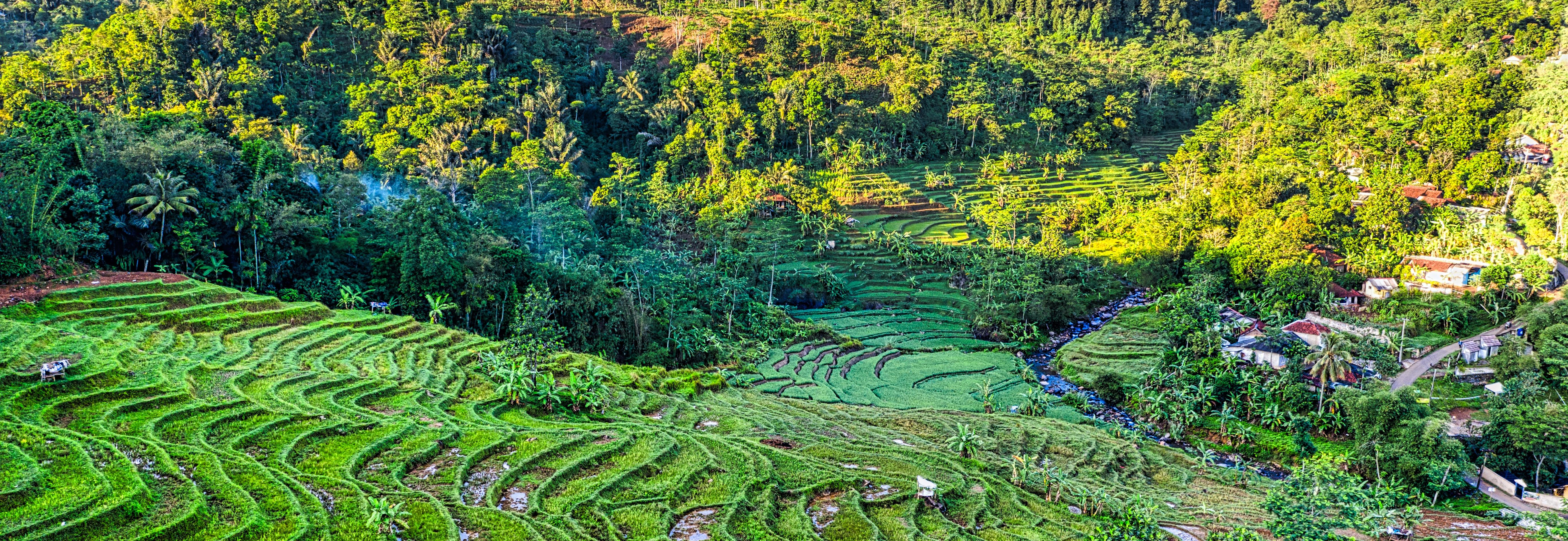 Rice fields and village in forest