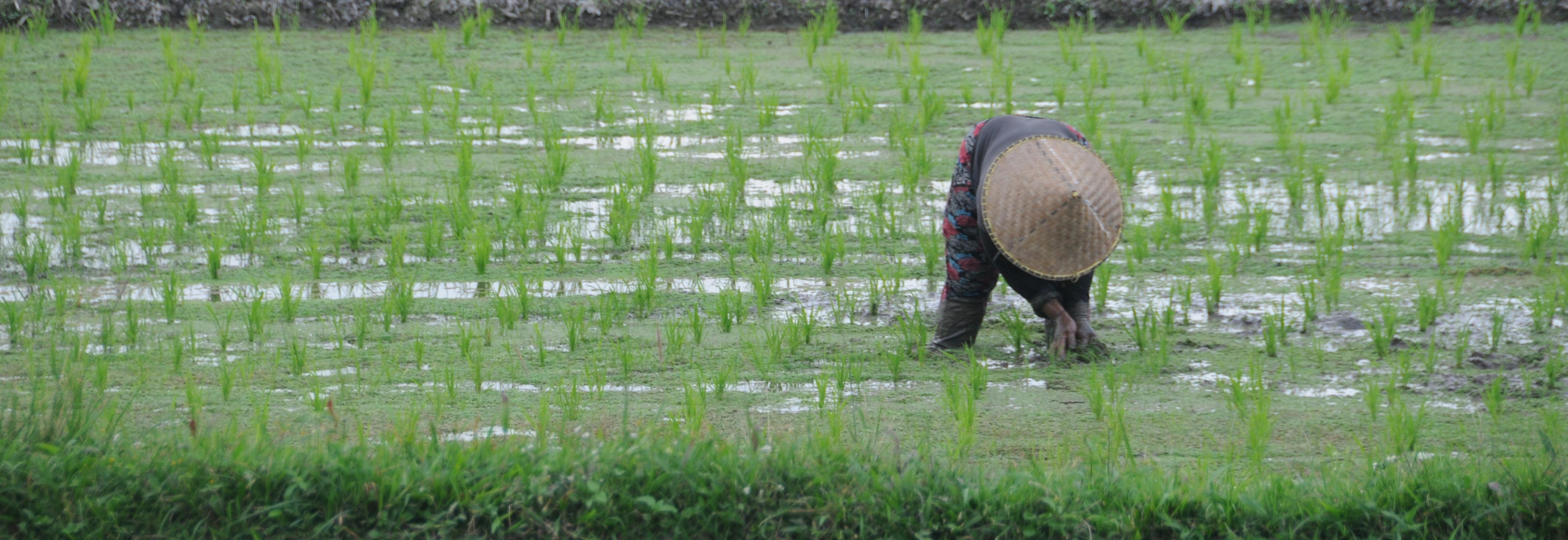 Worker in rice field