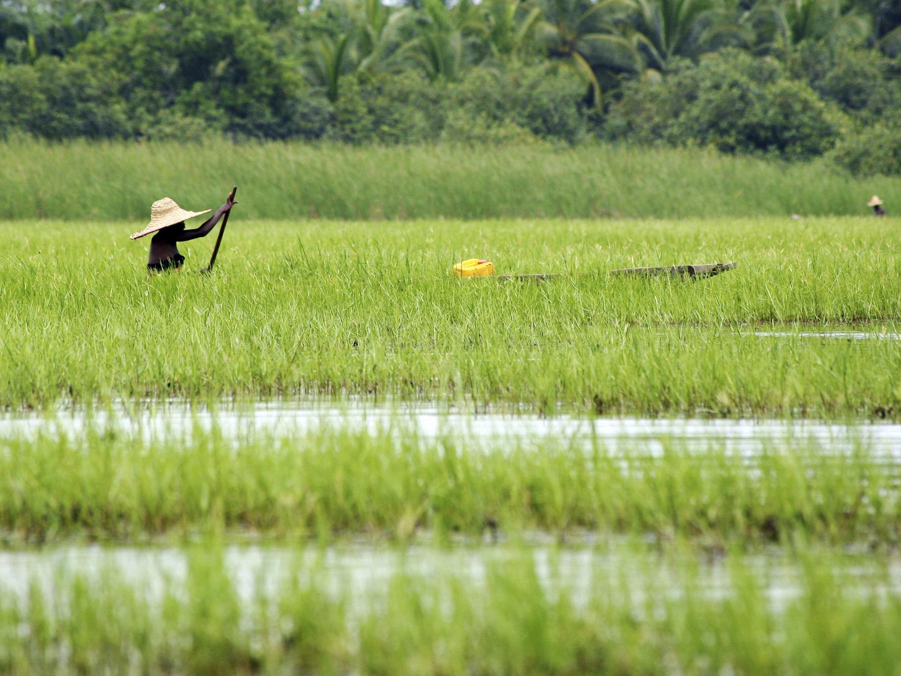 Boat crossing rice paddy © UEBT and SCBD