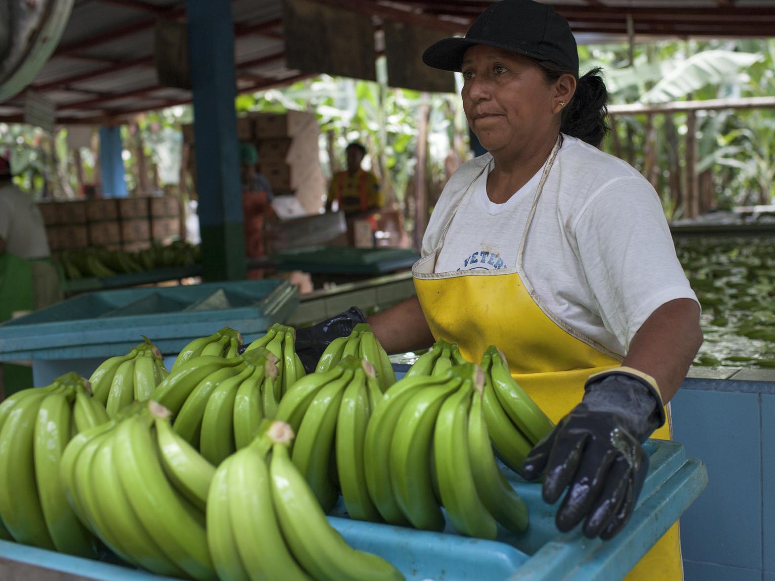 UROCAL, Fair Trade Certified Bananas, Ecuador © Fair Trade USA
