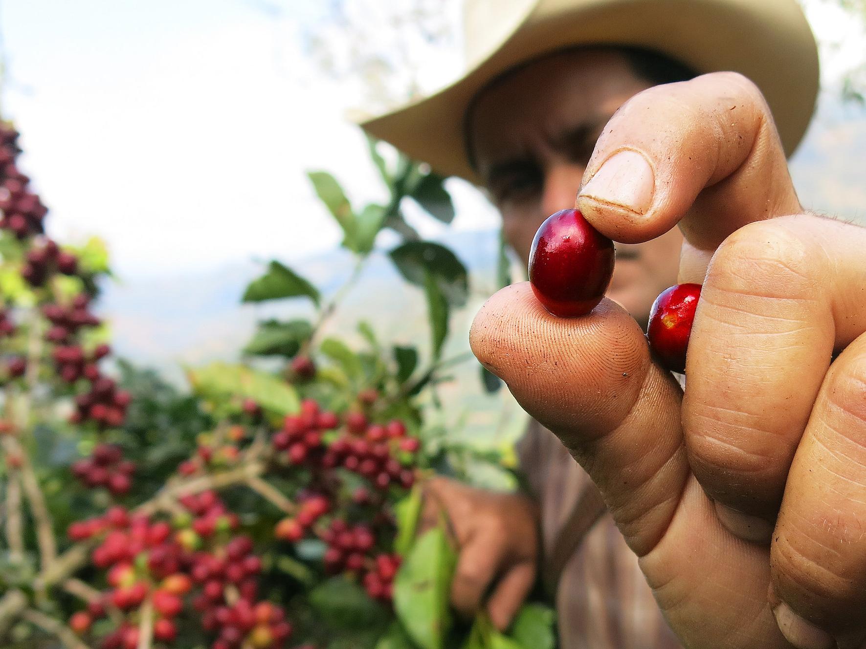 Coffee cherry, Guatamala © Rainforest Alliance