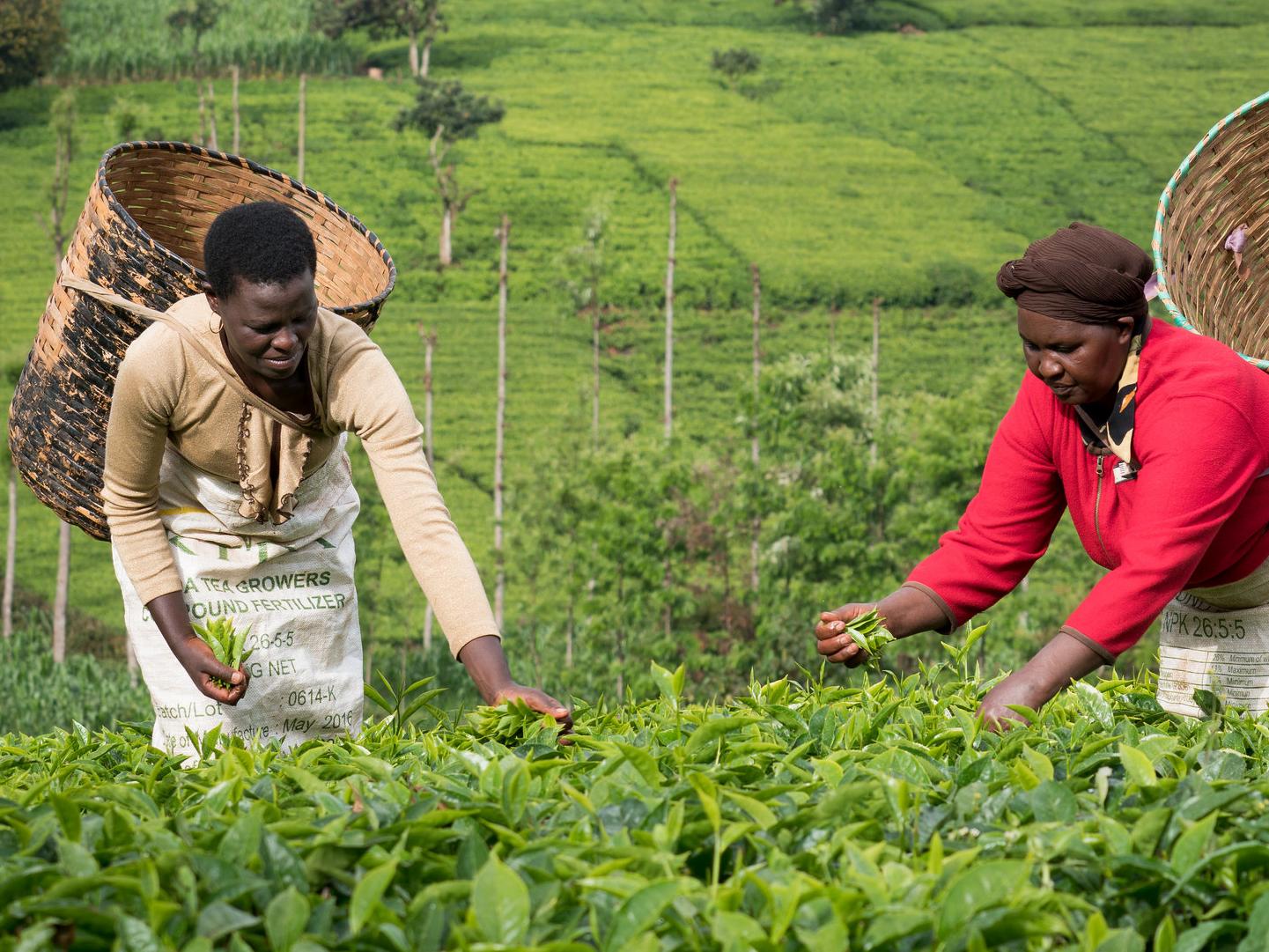 Tea workers, Kenya © Ola Höiden for Fairtrade