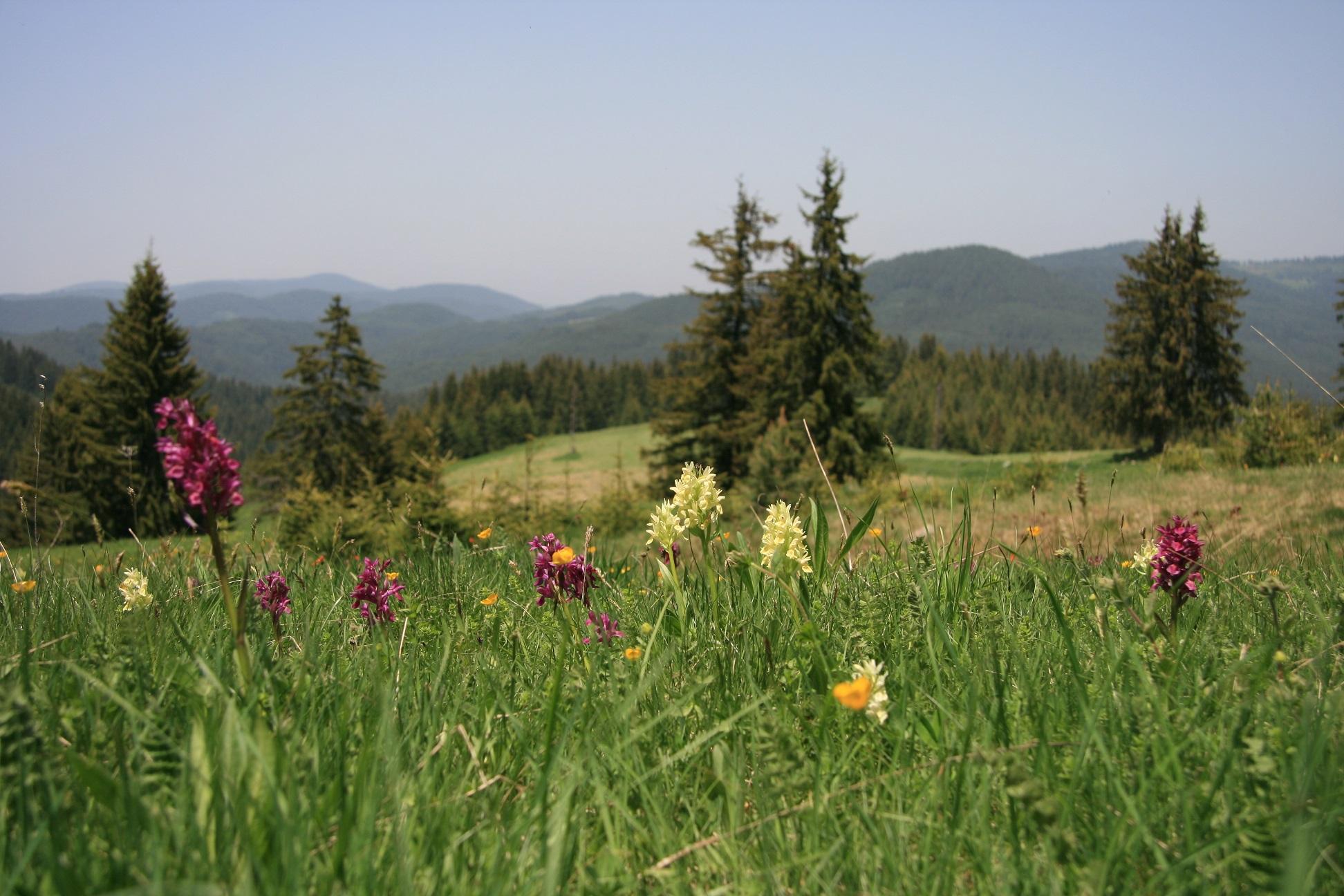 Field in Bulgaria © Forest Stewardship Council, Milan Reíka