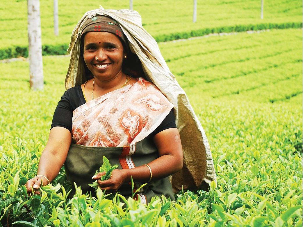 Tea, India © Charlie Watson, Rainforest Alliance