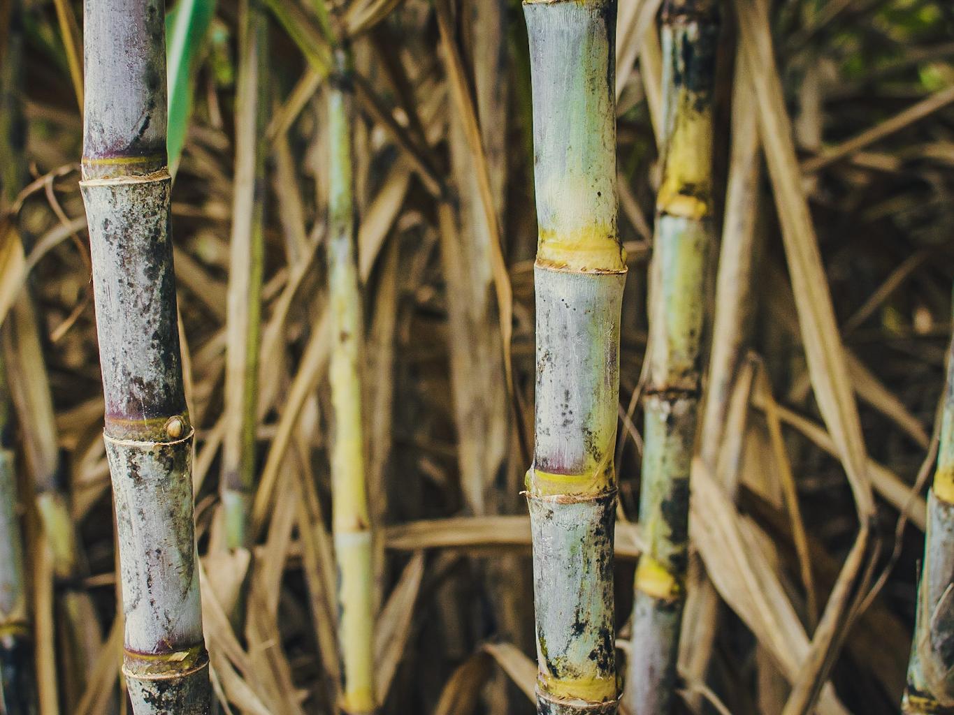Sugar cane stalks © Joe Woodruff for Bonsucro