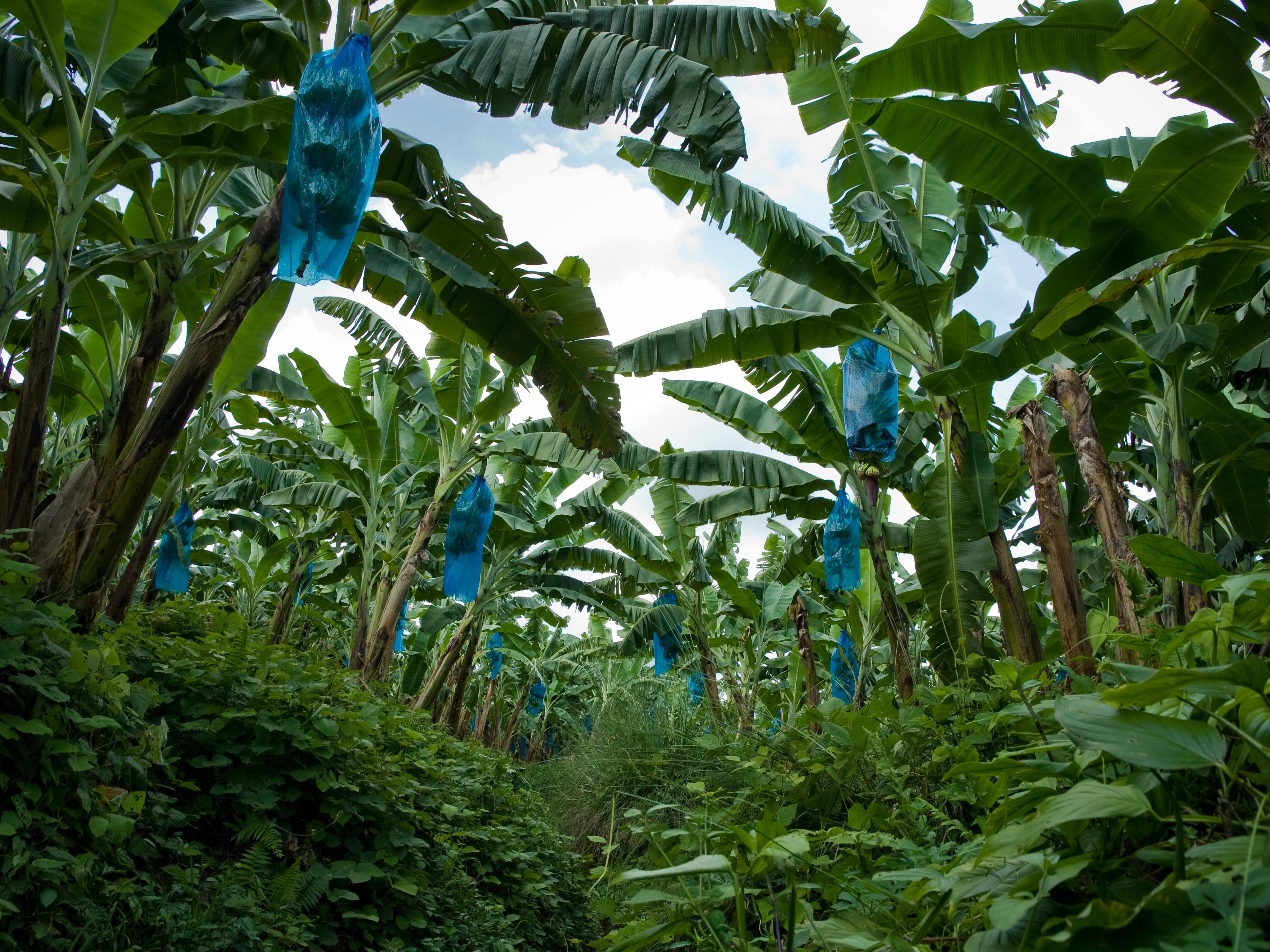 Bananas, Colombia © Marcel Koppen Fairtrade International