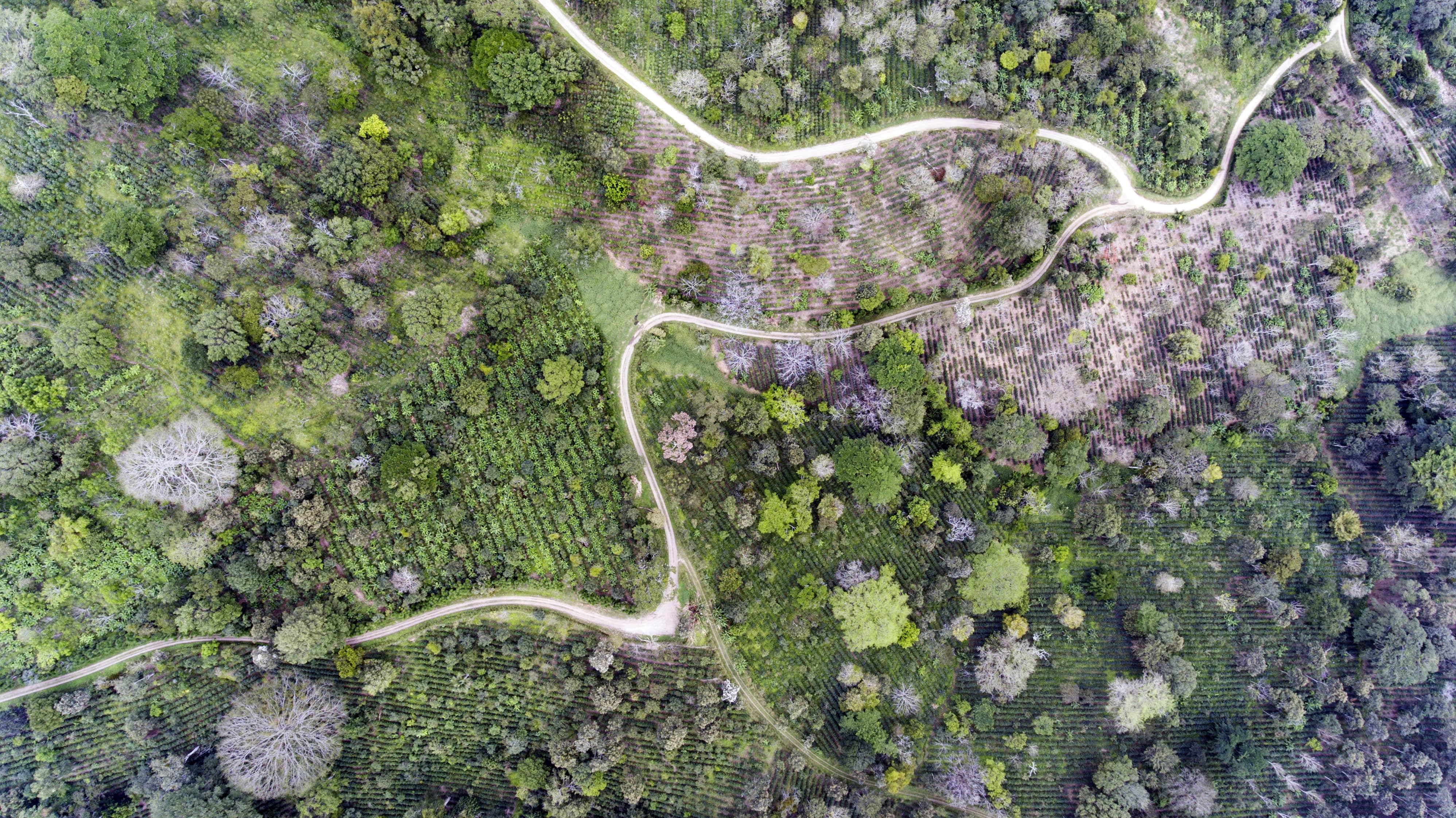 Coffee plantation seen from a drone in Nicaragua © Giuseppe Cipriani for UTZ
