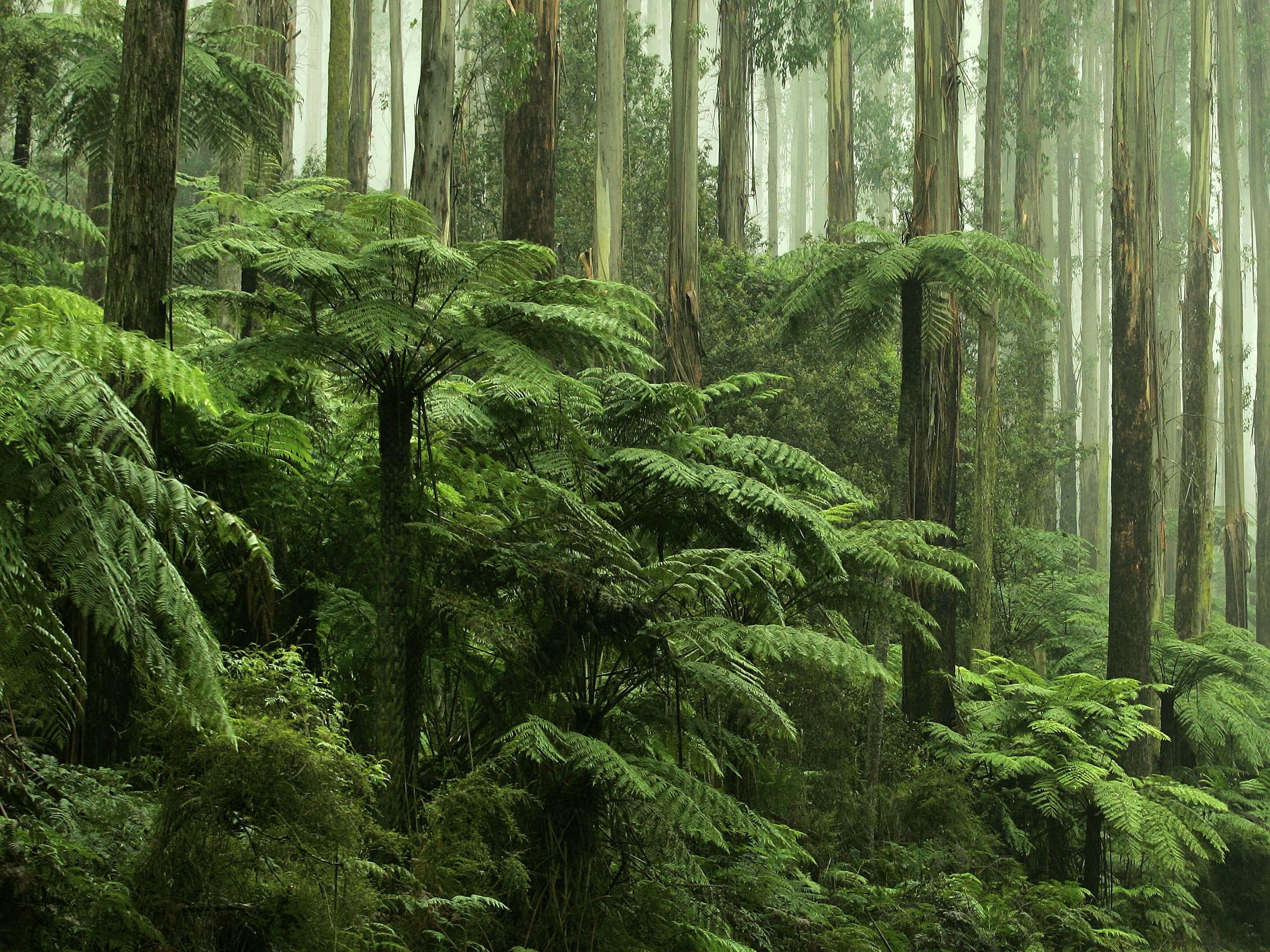 Ferns in Victoria, British Columbia, photo courtesy of Rainforest Alliance