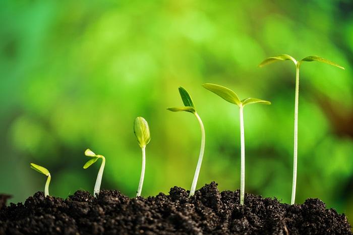 Seedling growth in soil © BillionPhotos.com, Adobe stock.jpg 