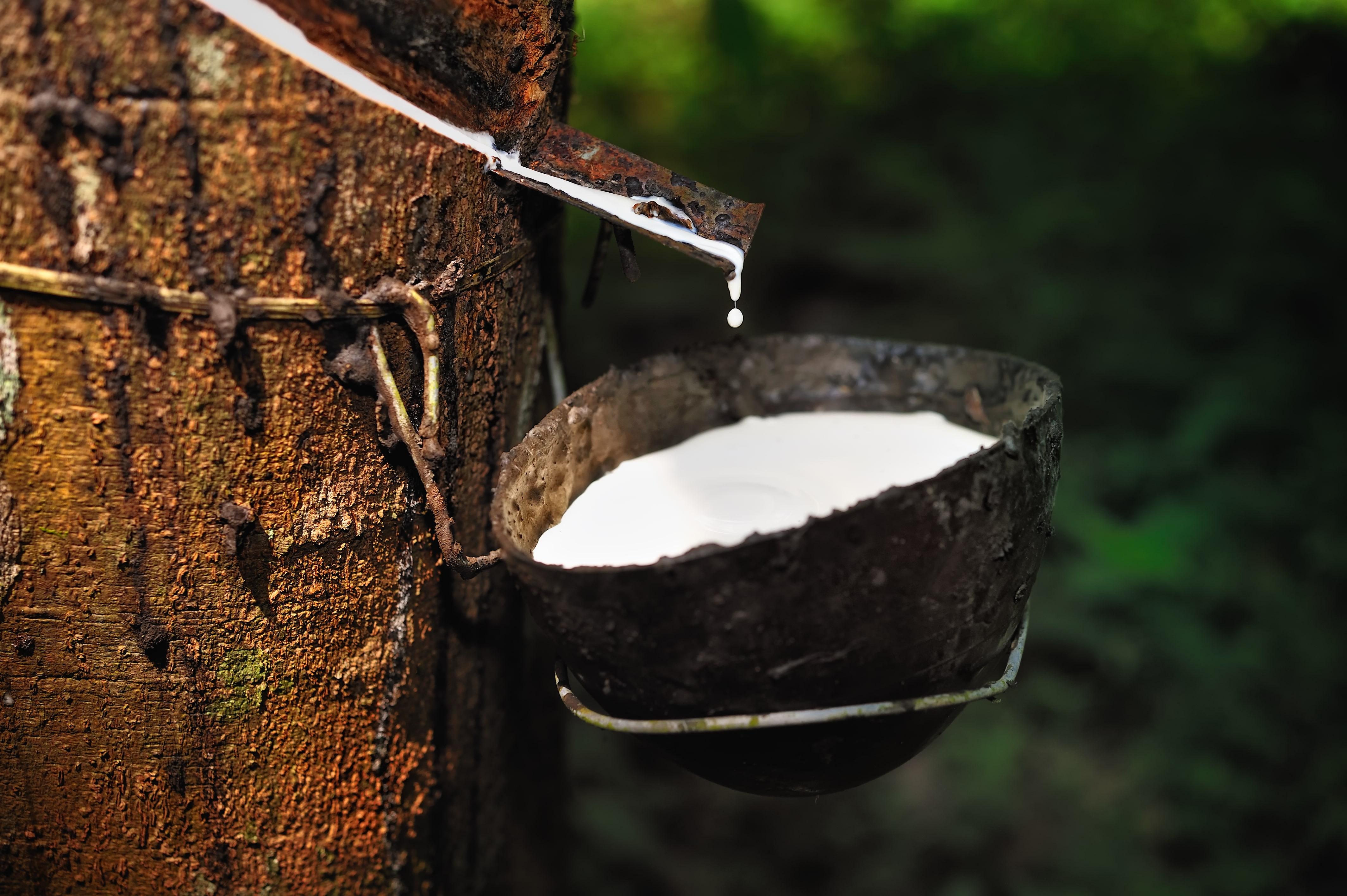 Coconut milk shell