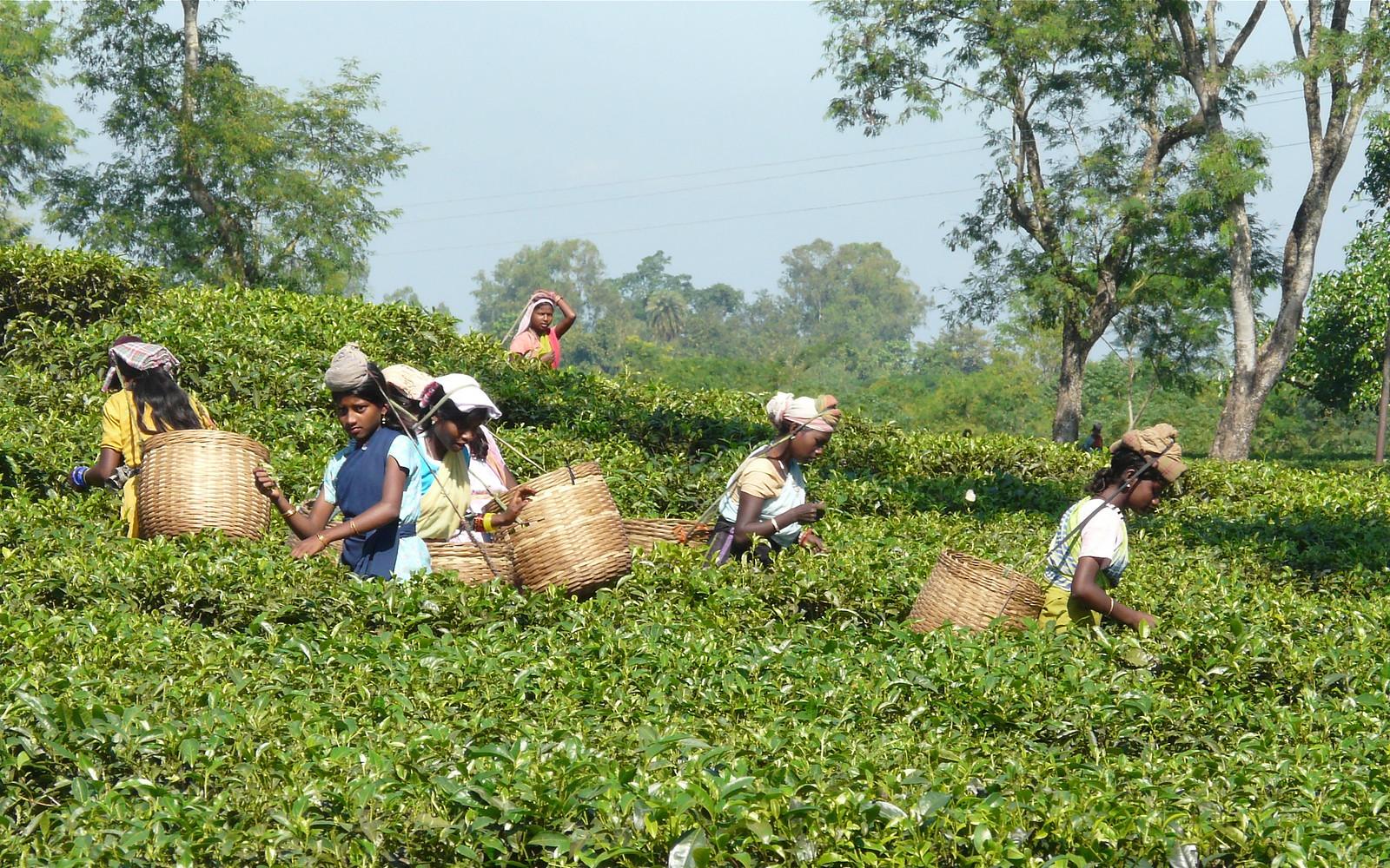 Assam tea pickers