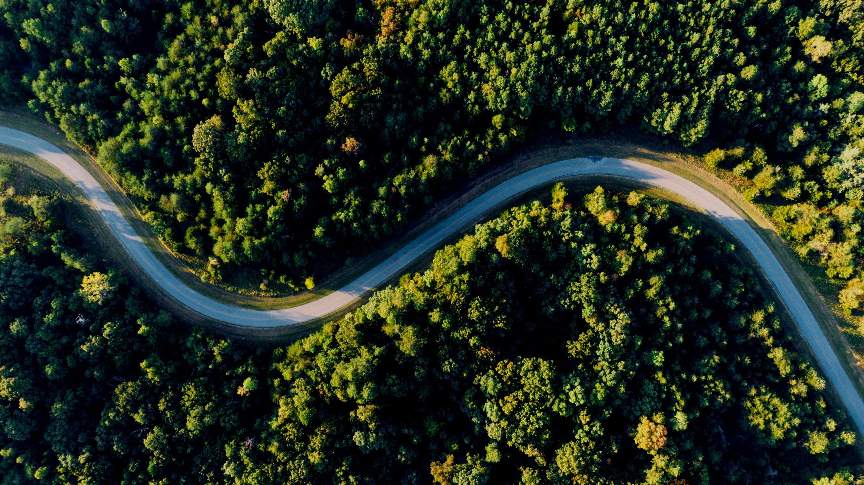 road winding through a forest