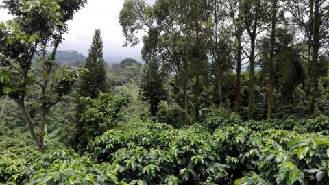 Guatemala coffee plantation © Rainforest Alliance