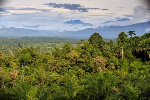 Oil palm landscape © RSPO