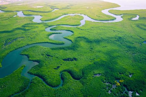 Mangrove forest aerial image