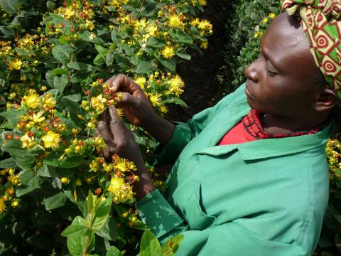 Close up of worker focused on picking yellow flowers in Kenya
