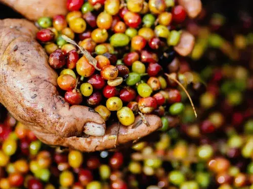 Person holding small berry fruits that are red, yellow and green © Pexels