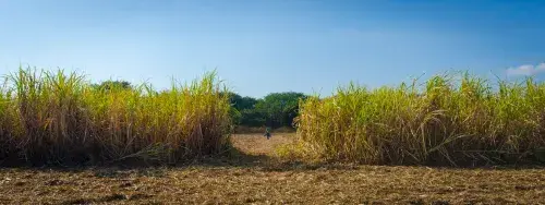A worker in a green hat and green and yellow outfit is walking in the distance with a blue container in each hand in the gap between two rows of sugarcane in the foreground.