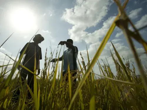 Two workers looking at agricultural field on sunny day