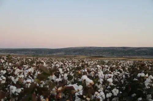 Cotton field © Better Cotton Initiative
