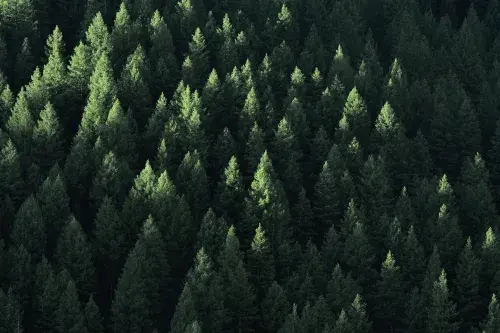 Pine trees in shadow © Lane Erickson, Adobe stock