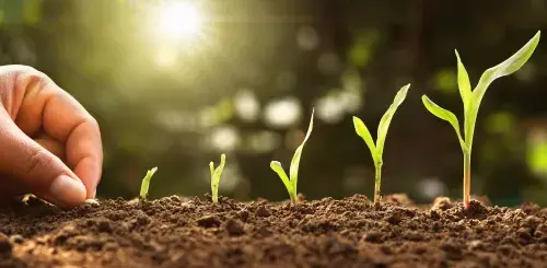 ag_seedlings © Adobe Stock