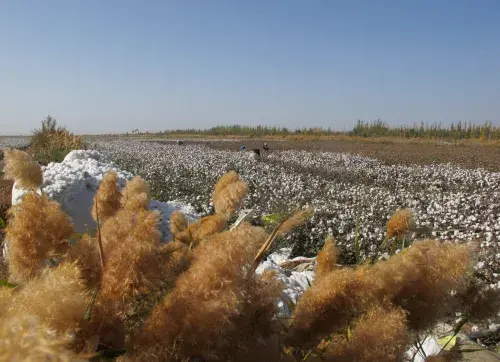 Cotton field © Better Cotton Initiative