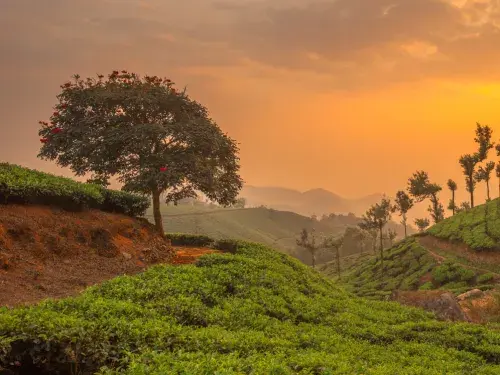Indian agricultural landscape at sunset with orange sky